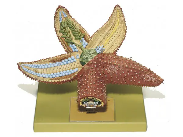 Gewone Zeester Model