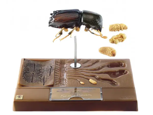 Model Ontwikkeling Schorskever