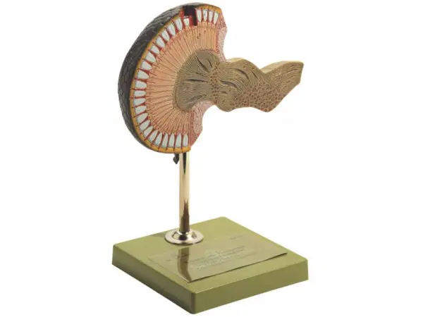 Facetoog Model