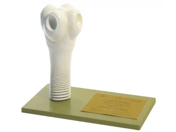 Model Kop Runderlintworm
