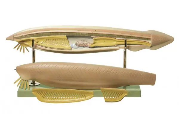 Lancetvisje Model