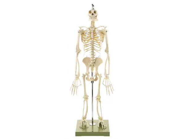 Skelet Chimpansee, op 2 poten
