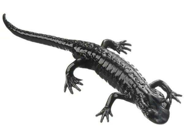 Alpenlandsalamander Model