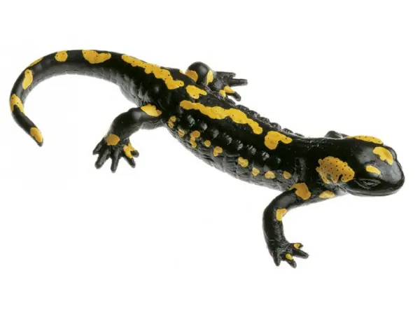 Gevlekte Vuursalamander Model