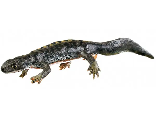 Alpenwatersalamander Modellenset, landvorm