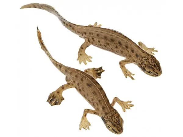 Vinpootsalamander Modellenset