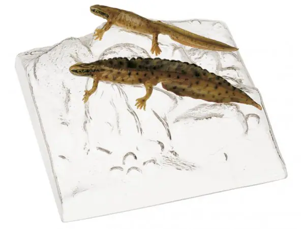 Kleine Watersalamander Modellenset