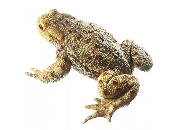 Gewone Pad Model