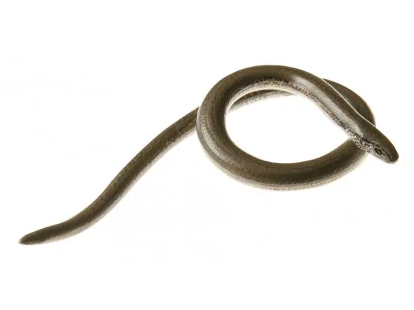 Hazelworm Model