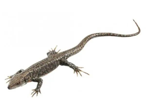 Muurhagedis Model
