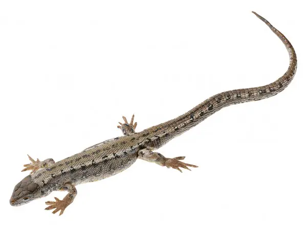 Levendbarende Hagedis Model