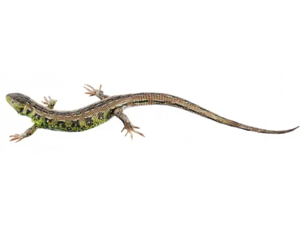 Zandhagedis Model