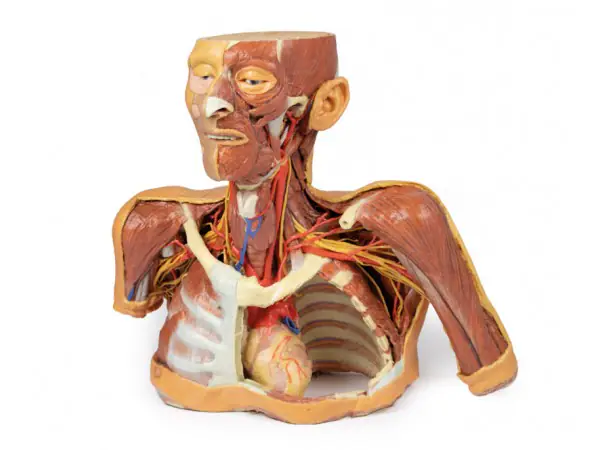 Hoofd-Nek-Schouder Angiosoom, 3Dprint