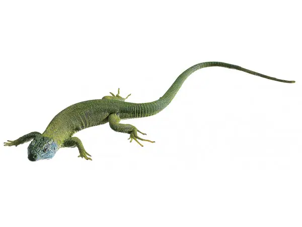 Oostelijke Smaragdhagedis Model