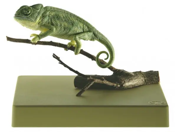 Gewone Kameleon Model