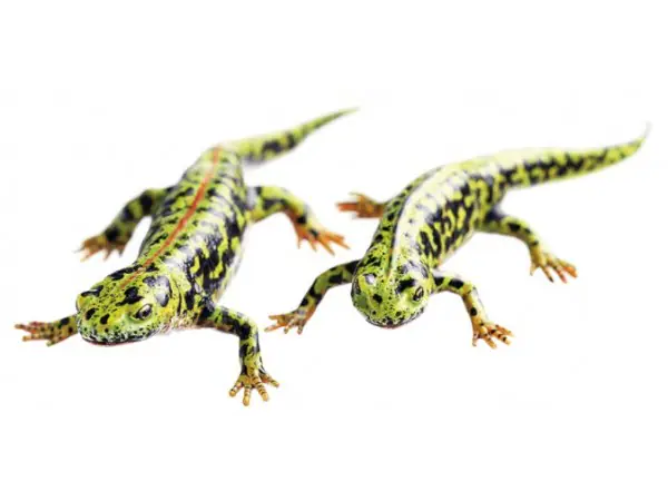 Marmersalamander Modellenset