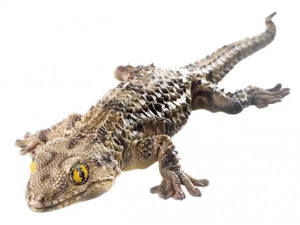 Muurgekko Model