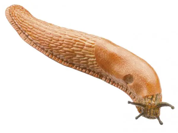 Wegslak Model