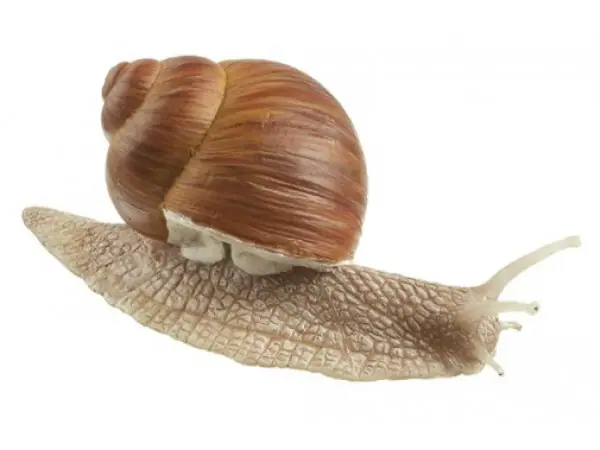 Wijngaardslak Model
