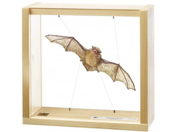 Gewone Dwergvleermuis Model