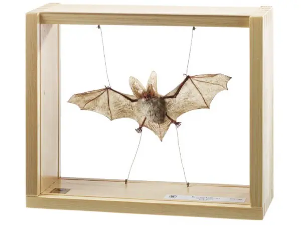 Grootoorvleermuis Model