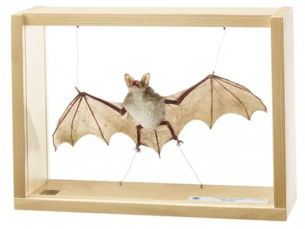 Vale Vleermuis Model