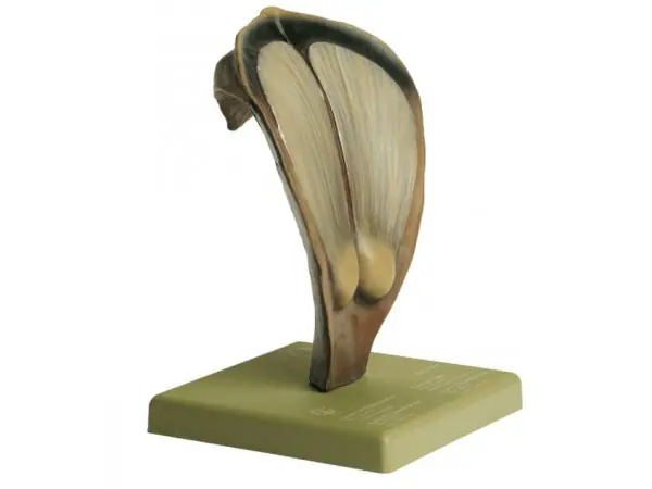 Model Schub Dennenappel