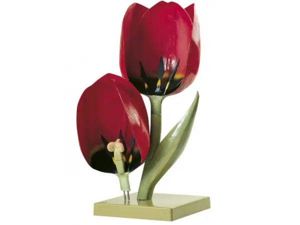 Tuintulp Model