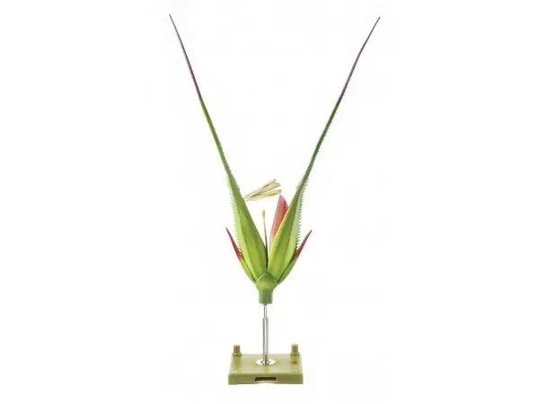 Roggeaar Model
