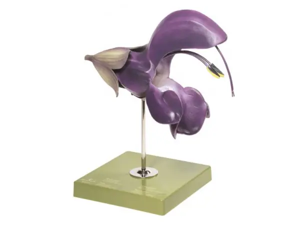 Veldsalie Model