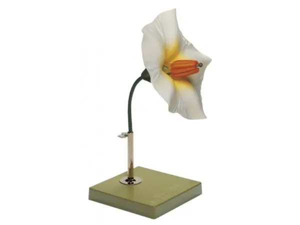 Model Bloem van de Aardappel
