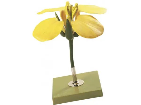Model Bloem Koolzaad