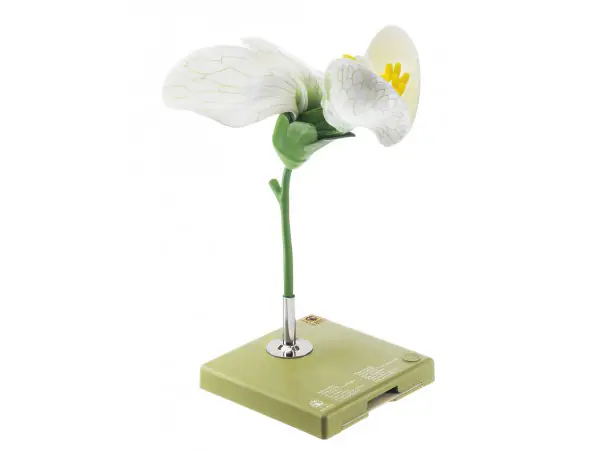 Model Bloem van de Erwt