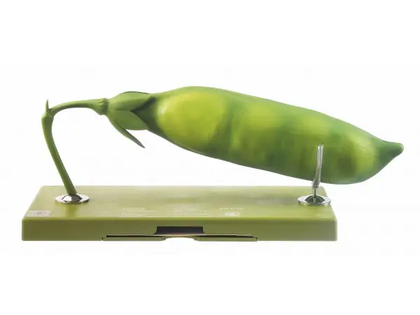Model Hauw van de Erwt