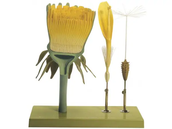 Paardenbloem Model