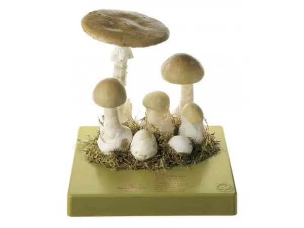Groene Knolamaniet Model