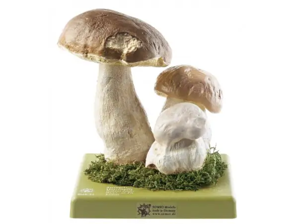 Gewoon Eekhoorntjesbrood Model