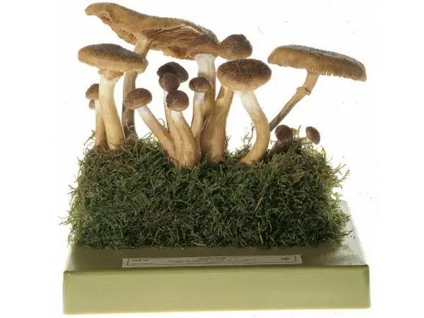 Echte Honingzwam Model