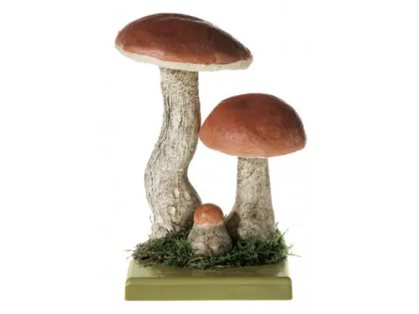 Rosse Populierboleet Model