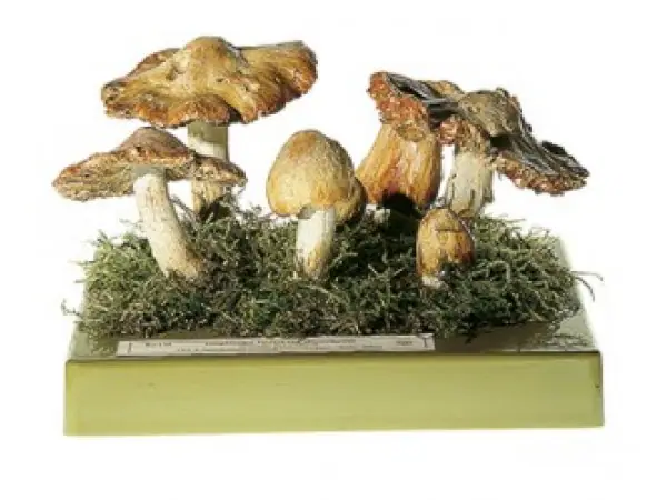 Giftige Vezelkop Model
