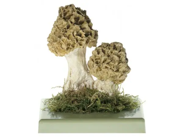 Gewone Morielje Model