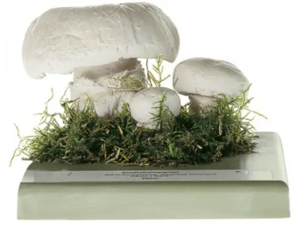 Straatchampignon Model