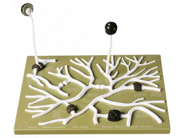 Gewone Kopjesschimmel Model