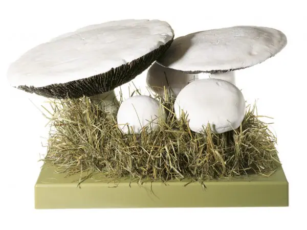 Gewone Weidechampignon Model
