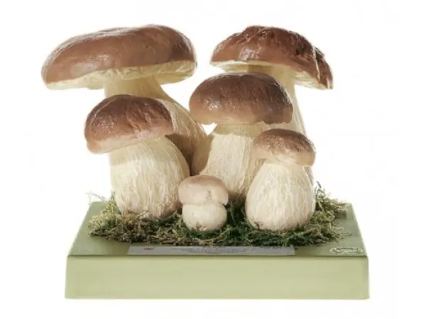 Model Gewoon Eekhoorntjesbrood, 6-delig