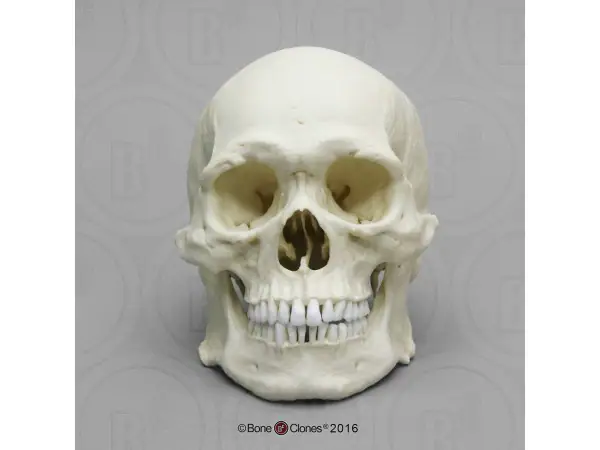 Robuust Schedelmodel Aziatische Man