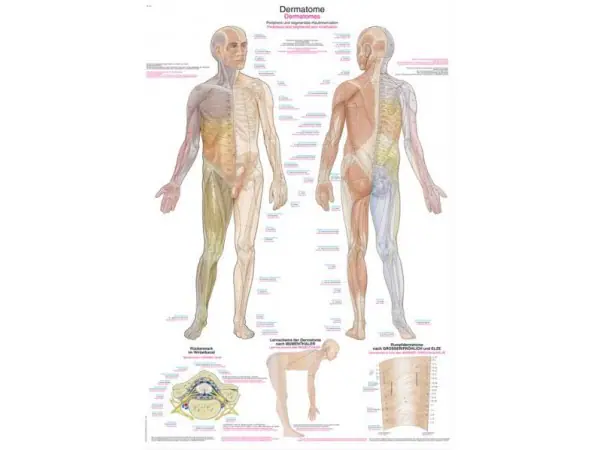 Wandplaat Dermatomen