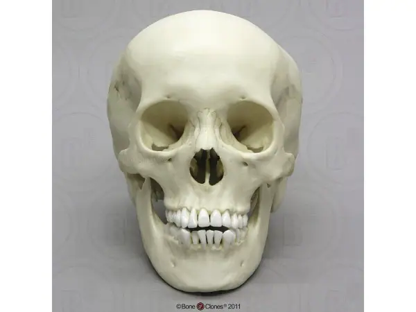 Schedelmodel Adolescent