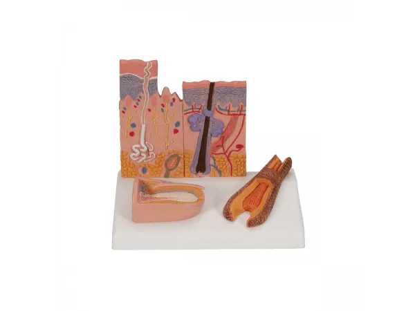 Huid, haar & nagel model