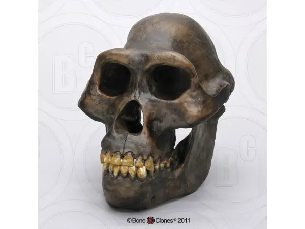 Schedelmodel Australopithecus afarensis
